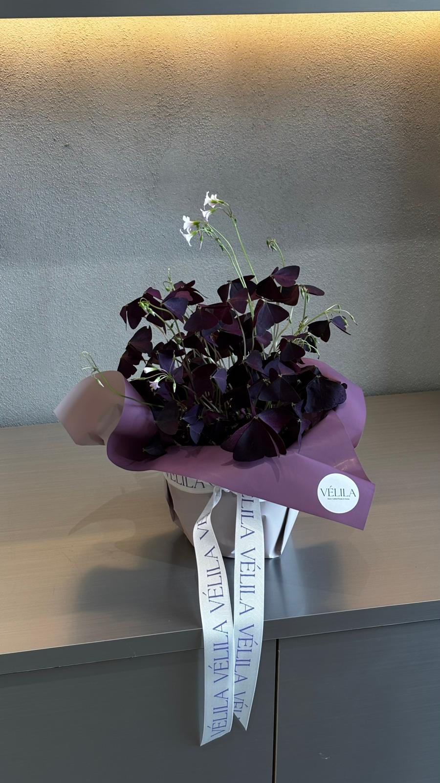 Mor Oxalis Saksı Çiçeği