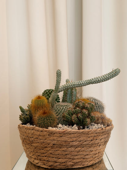 Hasır Sepette Karışık Kaktüs &amp; Skulent Bahçesi