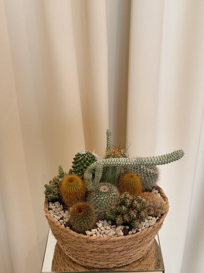 Hasır Sepette Karışık Kaktüs &amp; Skulent Bahçesi
