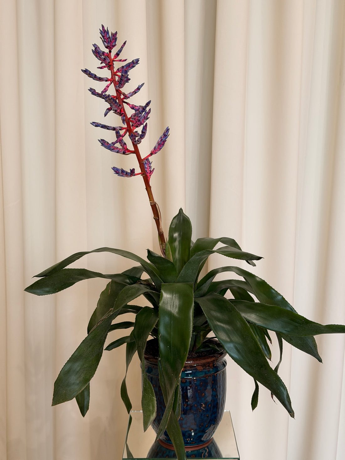 Mavi Yağmur Bromelya